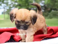 Rhett, a male Cavalier King Charles Spaniel and Shih Tzu for sale in Boyd, WI – 3 of 4