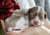 Elliot, a male Cavapoo for sale in Boyd, WI – Photo 7 of 8