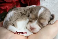 Elliot, a male Cavapoo for sale in Boyd, WI – Photo 4 of 8