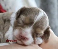 Elliot, a male Cavapoo for sale in Boyd, WI – Photo 8 of 8