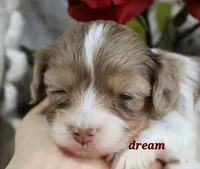 Elliot, a male Cavapoo for sale in Boyd, WI – Photo 5 of 8