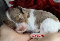 Elliot, a male Cavapoo for sale in Boyd, WI – Photo 6 of 8