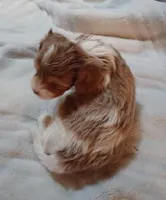 Elliot, a male Cavapoo for sale in Boyd, WI – Photo 2 of 8