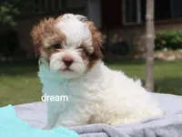 Clay, a male Shihpoo for sale in Boyd, WI – 1 of 6