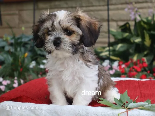 Nico – Cavalier King Charles Spaniel, Shih Tzu puppy for sale in Boyd, WI
