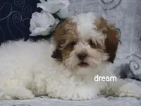 Clay, a male Shihpoo for sale in Boyd, WI – 1 of 8