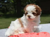 Lark, a female Shihpoo for sale in Boyd, WI – 2 of 7