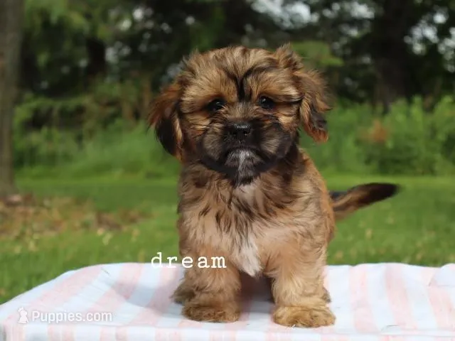Briar – Cavapoo, Shihpoo puppy for sale in Boyd, WI