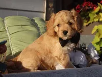 Laredo, a male Cavapoo for sale in Boyd, WI – 4 of 10