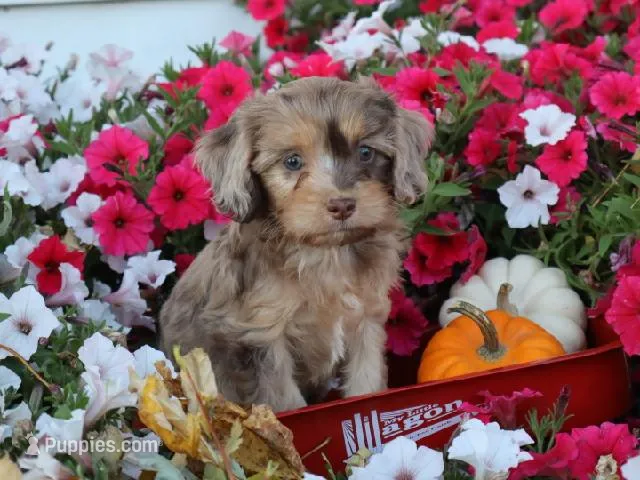 Celine – Cavapoo puppy for sale in Boyd, WI