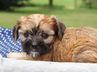 Nash, a male Cavalier King Charles Spaniel and Shih Tzu for sale in Boyd, WI – 3 of 6