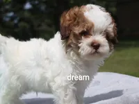 Clay, a male Shihpoo for sale in Boyd, WI – 4 of 6