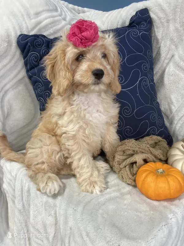 Hadley – Cavapoo puppy for sale in Boyd, WI