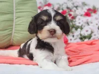 Harmony, a female Cavapoo for sale in Boyd, WI – 4 of 6