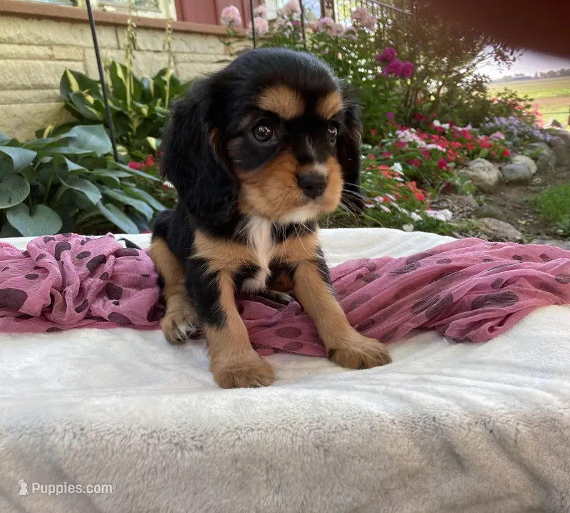 Melody  – Cavalier King Charles Spaniel puppy for sale in Boyd, WI