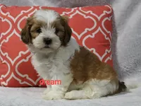 Esne, a female Shihpoo for sale in Boyd, WI – 4 of 4