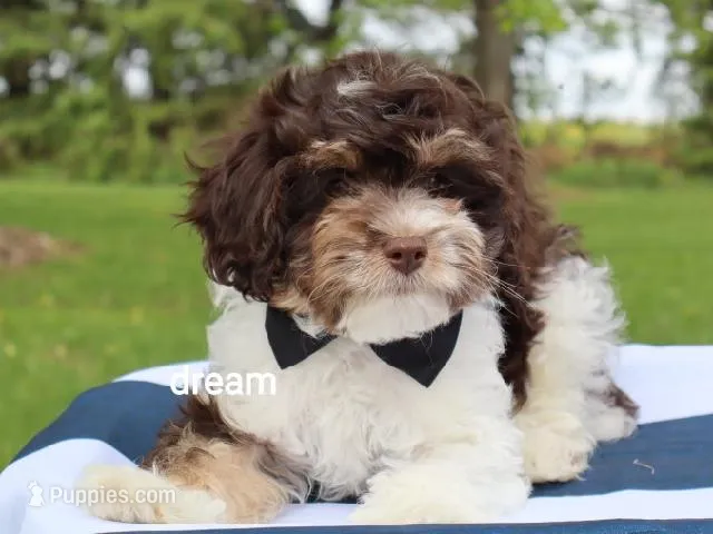 Echo – Cavapoo puppy for sale in Boyd, WI