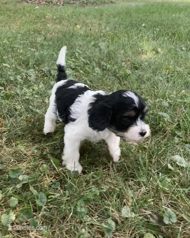 Indy – Cavapoo puppy for sale in Boyd, WI