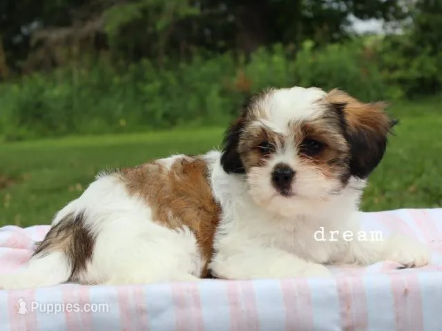 Gemma – Cavapoo, Shihpoo puppy for sale in Boyd, WI