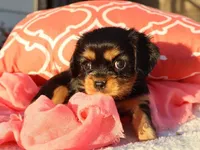 Luna, a female Cavalier King Charles Spaniel for sale in Boyd, WI – 2 of 4