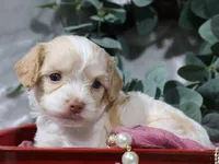 Bliss, a female Cavapoo for sale in Boyd, WI – 1 of 4