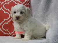 Rayna, a female Shihpoo for sale in Boyd, WI – 4 of 5