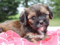 Jolie, a female Cavalier King Charles Spaniel and Shih Tzu for sale in Boyd, WI – 6 of 6