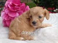 Hadley, a female Cavapoo for sale in Boyd, WI – 5 of 5