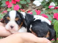 Tiara, a female Cavalier King Charles Spaniel for sale in Boyd, WI – 3 of 5