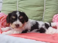 Harmony, a female Cavapoo for sale in Boyd, WI – 3 of 6