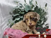Celine, a female Cavapoo for sale in Boyd, WI – 5 of 6