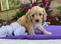 Hadley, a female Cavapoo for sale in Boyd, WI – 6 of 8
