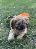 Wynn, a male Cavalier King Charles Spaniel and Shih Tzu for sale in Boyd, WI – 2 of 8