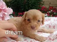 Apphia, a female Cavapoo for sale in Boyd, WI – 5 of 6