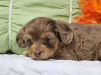 Nevaeh, a female Cavapoo for sale in Boyd, WI – 3 of 4