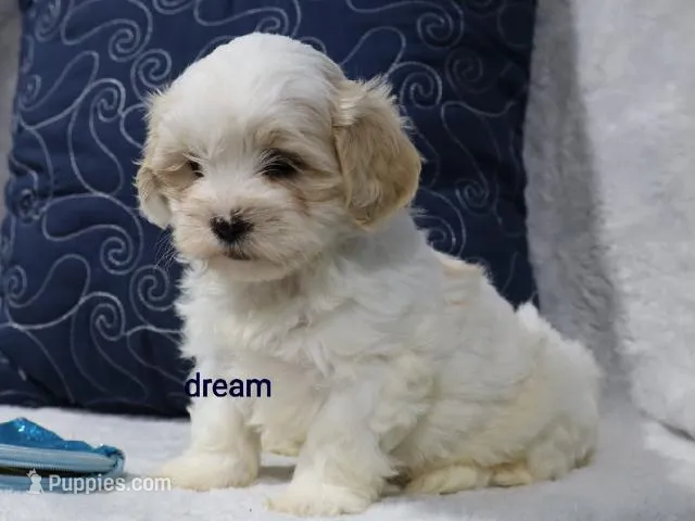 Kamry – Shihpoo puppy for sale in Boyd, WI