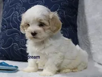 Kamry, a male Shihpoo for sale in Boyd, WI – 1 of 5