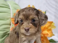 Nevaeh, a female Cavapoo for sale in Boyd, WI – 2 of 4
