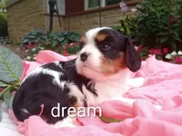 Tiara, a female Cavalier King Charles Spaniel for sale in Boyd, WI – 4 of 5