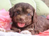Poem, a female Cavapoo for sale in Boyd, WI – 2 of 6