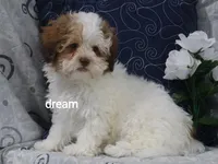Clay, a male Shihpoo for sale in Boyd, WI – 3 of 8