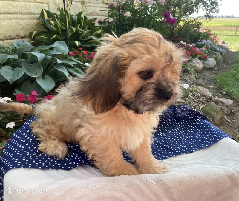 Wynn – Cavalier King Charles Spaniel, Shih Tzu puppy for sale in Boyd, WI