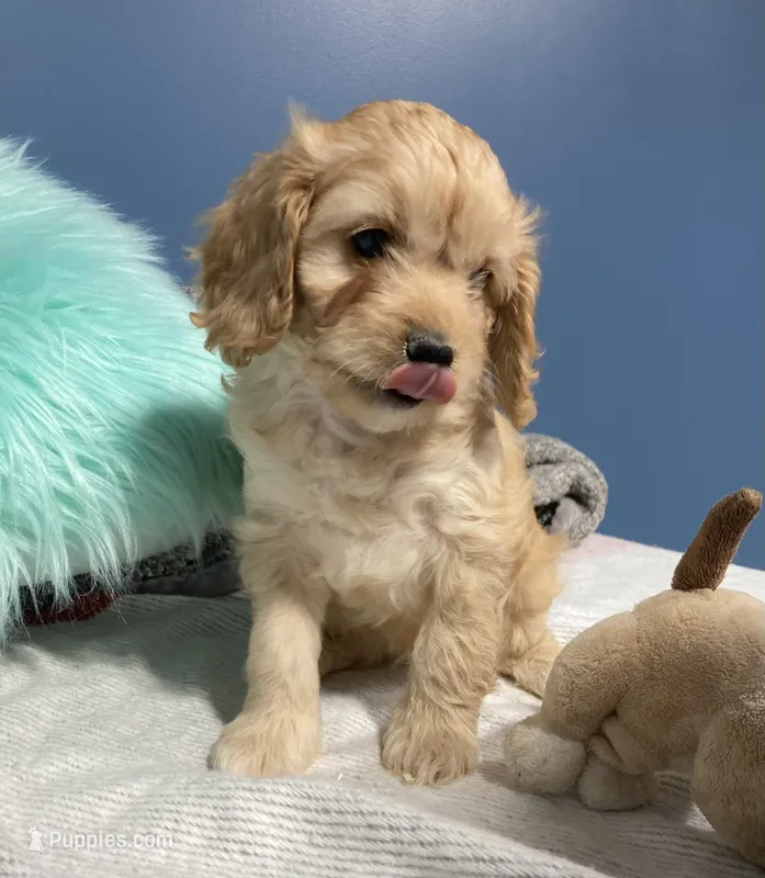Laredo – Cavapoo puppy for sale in Boyd, WI