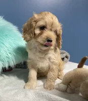 Laredo, a male Cavapoo for sale in Boyd, WI – 5 of 10