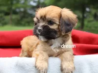 Rhett, a male Cavalier King Charles Spaniel and Shih Tzu for sale in Boyd, WI – 1 of 4