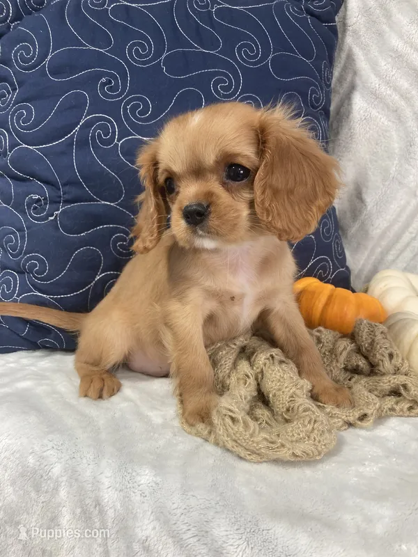 Chase  – Cavalier King Charles Spaniel puppy for sale in Boyd, WI