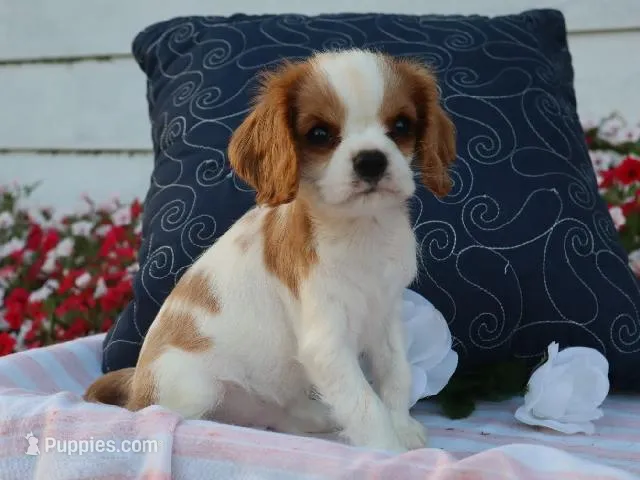 Dewey – Cavalier King Charles Spaniel puppy for sale in Boyd, WI