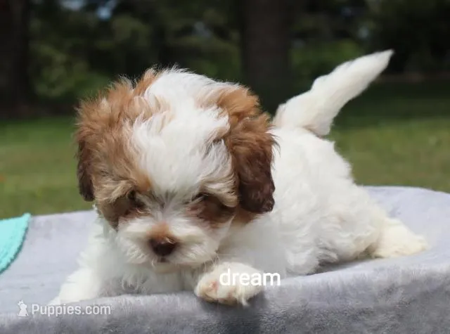 Clay – Shihpoo puppy for sale in Boyd, WI