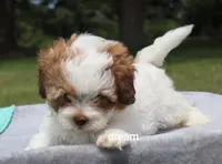 Clay, a male Shihpoo for sale in Boyd, WI – 3 of 6