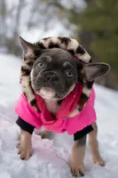 Rein , a female French Bulldog for sale in Lewis Center, OH – 1 of 4